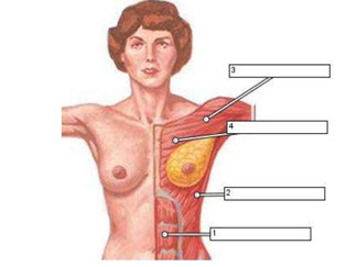 Emea Breast Recon Exam B3 S1 M1 And B3 S2 M1 Level 3 - Quiz